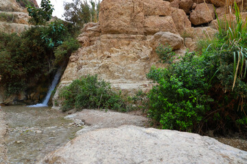 Ein Gedi National Nature Reserve. Israel.