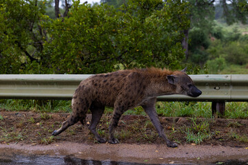a wet spotted hyena on the move