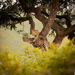 a leopardess in a marula tree at dusk