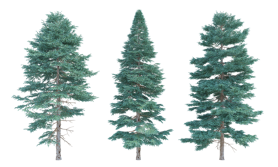 Red Spruce tree set png alpha channel without background