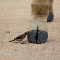 a red bill oxpecker at the feet of a giraffe © Jurgens