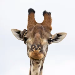 Deurstickers a giraffe face close up © Jurgens