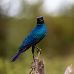 a Burchell's starling portrait close up
