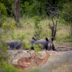 White rhino having a mud bath