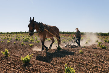 Senior man farmer plowing the field in traditional way with a mule for the cultivation of the grape...