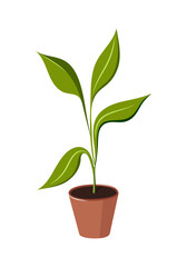 Green flower with leaves in a pot. A house flower. Vector illustration.