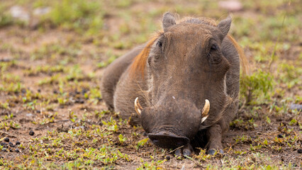 a very relaxed warthog sow