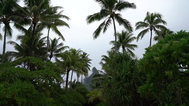Bora Bora and Mount Otemanu in Tahiti, French Polynesia. Video with palm trees and lush vegetation showing peak of Mt Pahia, Mt Otemanu in background. Tahiti, south Pacific Ocean
