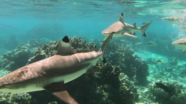 Shark feeding frenzy - Blacktip Reef Sharks catching a fish carcass fighting with sharks for food in tropical French Polynesia Tahiti in coral reef lagoon, Pacific Ocean. Underwater snorkeling video