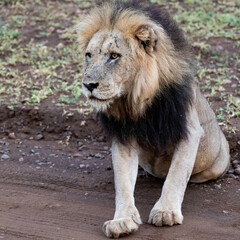 close up of a big male lion