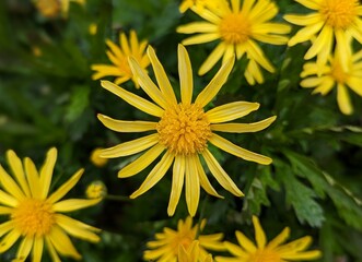 closeup of yellow euryops pectinatus, grey-leaved euryops garden plant, golden euryops Daisy