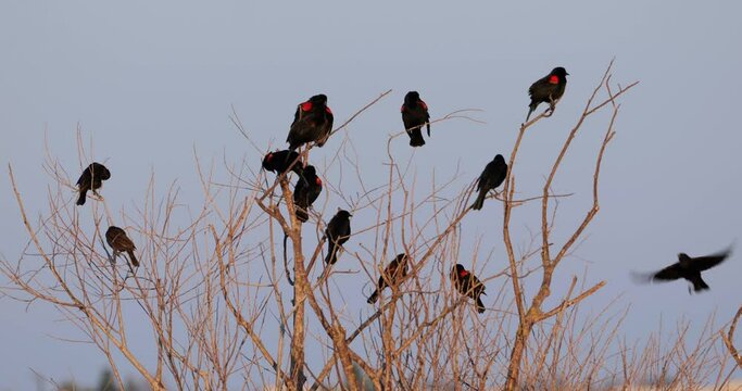 Flock of red winged black birds on a treetop in winter
