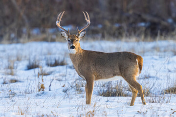 Naklejka na ściany i meble Wild mule deer buck in Cherry Creek State Park near Denver, Colorado. 