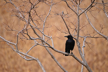 木に止まり何かを見る