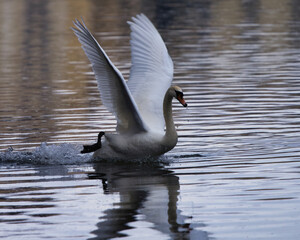 a lonely swan