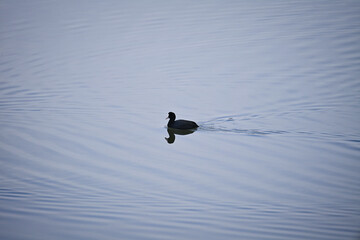 水面の波紋と泳ぐカモ