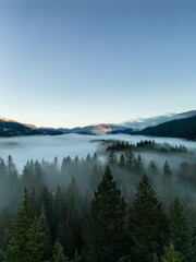 Green Trees in Forest with Fog and Mountains. Winter Sunny Sunrise. Canadian Nature Landscape Background. Near Squamish, British Columbia, Canada.