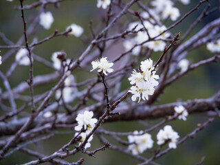 White Victoria Plum blossom outdoor.
