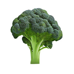 broccoli (vegetable ingredient) isolated on transparent background cutout