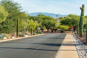 Road or street in the late afternoon sun with visible sidewalks and saguaro cactuses in a rock and plant garden