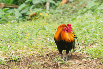 The cock is cleaning its feathers.