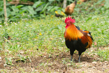 Chicken in the green grass.