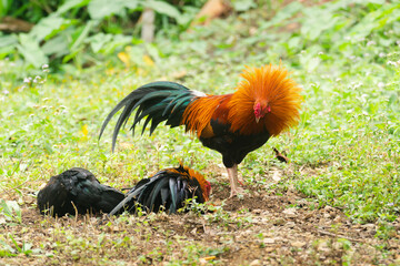 The cock is cleaning its feathers.