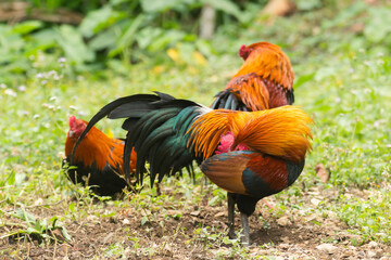 The cock is cleaning its feathers.