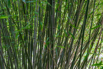 Natural background from bamboo stems.