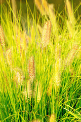 Ears of feather grass in the rays of the sun. Ecological background