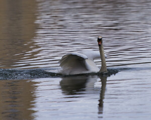 swan on the river