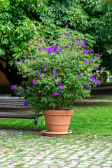 Fototapeta na wymiar Flower bush of Pleroma urvilleanum in a large pot.