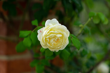 Blooming yellow rose in the garden, close-up.