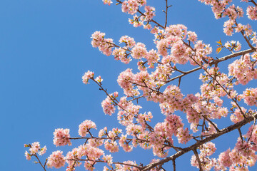 Cherry blossom trees in the Spring
