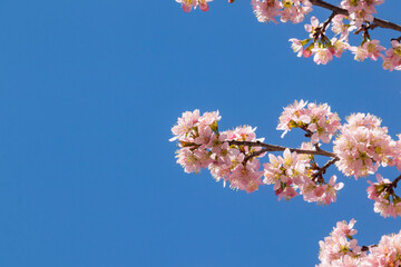 Cherry blossom trees in the Spring