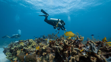 Fototapeta na wymiar diver checking the health of the coral reef