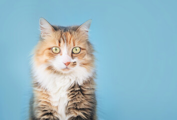 Relaxed cat looking at camera on blue background, front view. Cute fluffy calico cat sitting while looking at something curiously. 3 years old female calico or torbie cat with asymmetric marking.