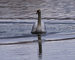 swan on the water