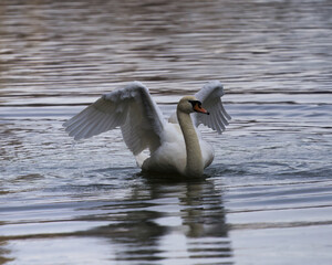 swan in the water
