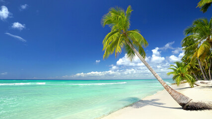 caribbean beach with palms and turquoise water