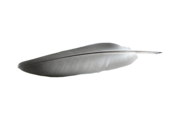 bird feather isolated from background