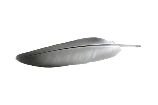 Fototapeta bird feather isolated from background