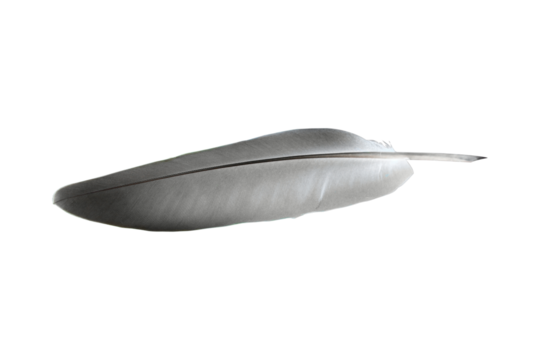 bird feather isolated from background