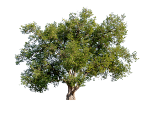Isolated single tree greenery botanical