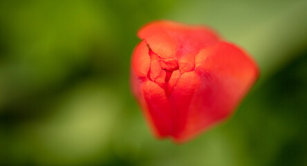 Red tulip flower in the park.