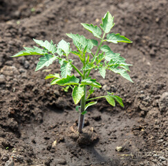 Tomato seedling in the ground in spring.
