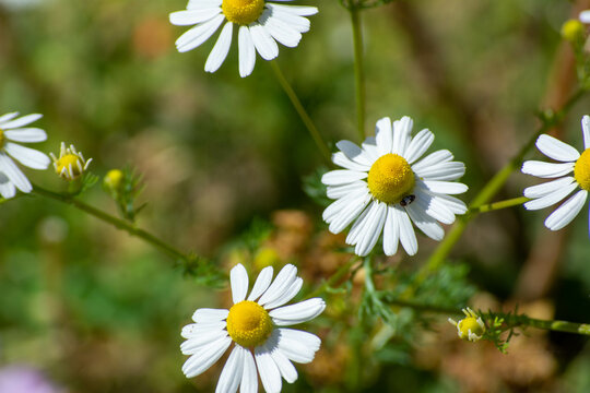 few daisies with green background.