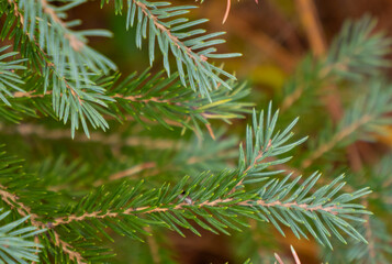 Fir branches showing new growth.