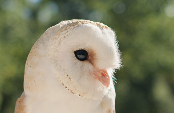 Barn Owl with backlit foreground with detail of eye, feathers and beak