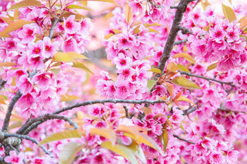 Photo of Sakura flower in the garden at Chiangmai Thailand.